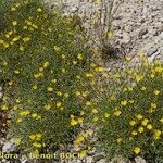 Launaea lanifera Συνήθη χαρακτηριστικά