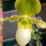 Paphiopedilum primulinum Flor
