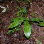 Pharus latifolius Habit