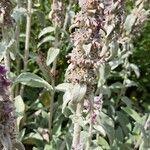 Stachys byzantinaFlor