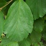 Hamamelis virginiana Blad