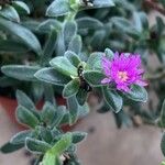 Delosperma brunnthaleri 花