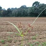 Cyperus longus Drugo