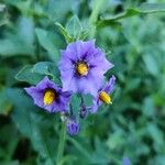 Solanum umbelliferum Květ