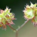 Valeriana vesicaria Ffrwyth