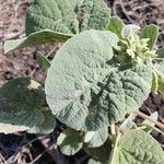 Abutilon pannosum Folla