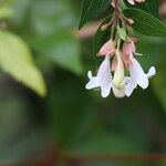 Abelia chinensis Flower