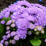 Ageratum houstonianum Flor