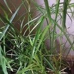 Cyperus alternifolius 形態