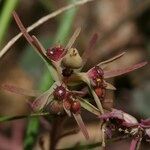 Euphorbia exigua Flor