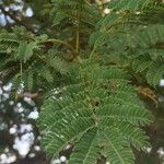 Albizia harveyi 葉