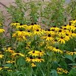 Rudbeckia fulgida Outro