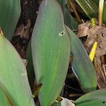 Orontium aquaticum Leaf