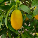 Citrus japonica ഫലം