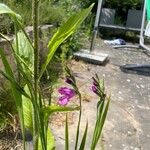 Gladiolus imbricatus 花