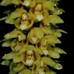 Pomatocalpa spicatum Flower