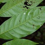 Trichilia surinamensis Frunză