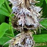 Hyssopus officinalis Flower