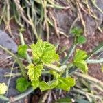 Cissus quadrangularis Blad