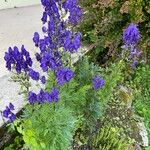 Aconitum variegatum Hábito