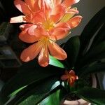 Clivia miniata फूल