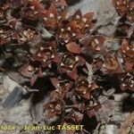 Androsace maxima Libunga
