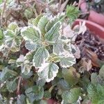 Coleus madagascariensis Leaf