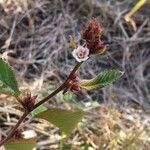 Melochia nodiflora Flor