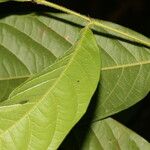 Hirtella trichotoma List