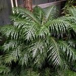 Blechnum gibbum Habit