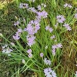 Allium unifolium Квітка
