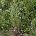 Hesperis matronalis Flower