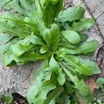 Hypochaeris glabra Leaf