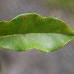 Syzygium borbonicum Leaf