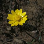 Ranunculus californicus Kukka