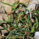 Asplenium seelosii Hoja