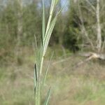 Polygala vulgaris Feuille