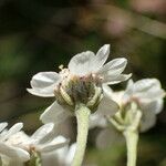 Achillea ptarmica फूल