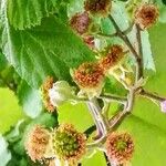 Rubus ulmifolius Autre