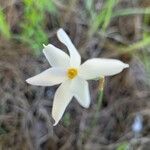 Narcissus serotinus Λουλούδι