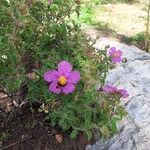 Cistus creticus Flower