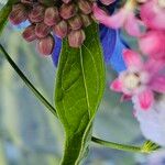 Asclepias incarnata 葉