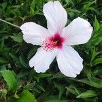 Hibiscus genevii Fiore