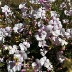 Penstemon ambiguus Flor