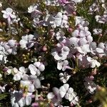 Penstemon ambiguus Flors