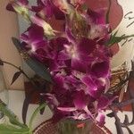 Dendrobium victoriae-reginae Kvet