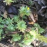 Petrosedum forsterianum Hoja