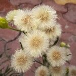 Erigeron bonariensis फूल