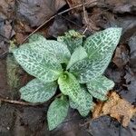 Goodyera tesselata Leaf