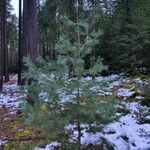 Pinus strobus Агульны выгляд